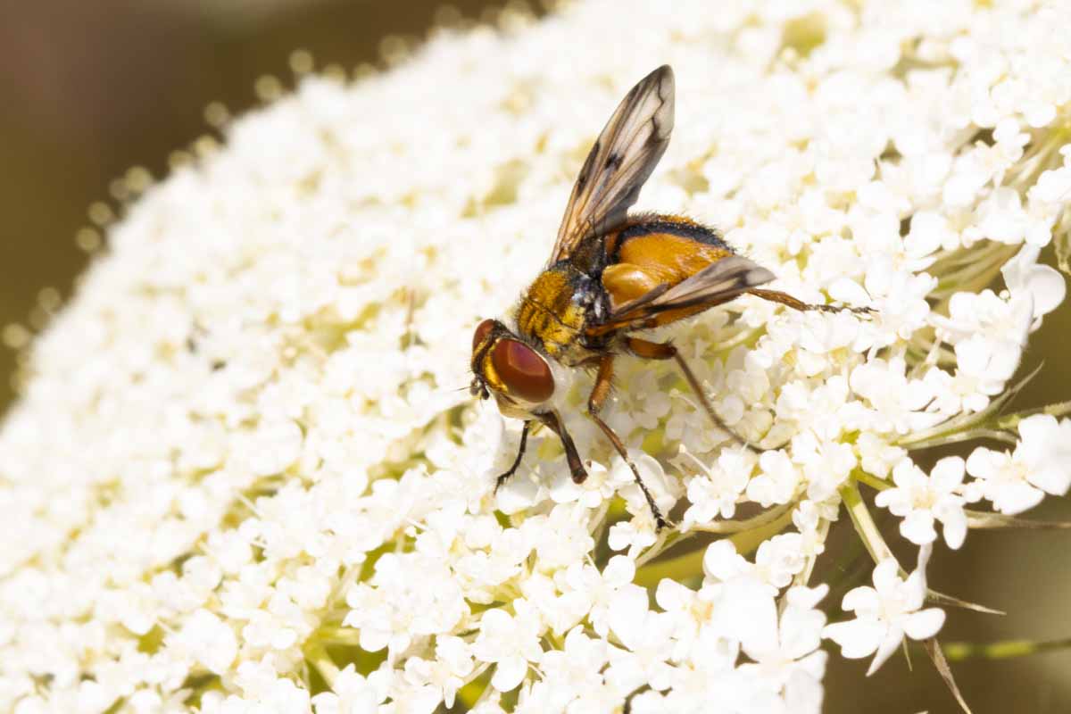 Breitflügelige Raupenfliege - Ectophasia crassipennis. Image