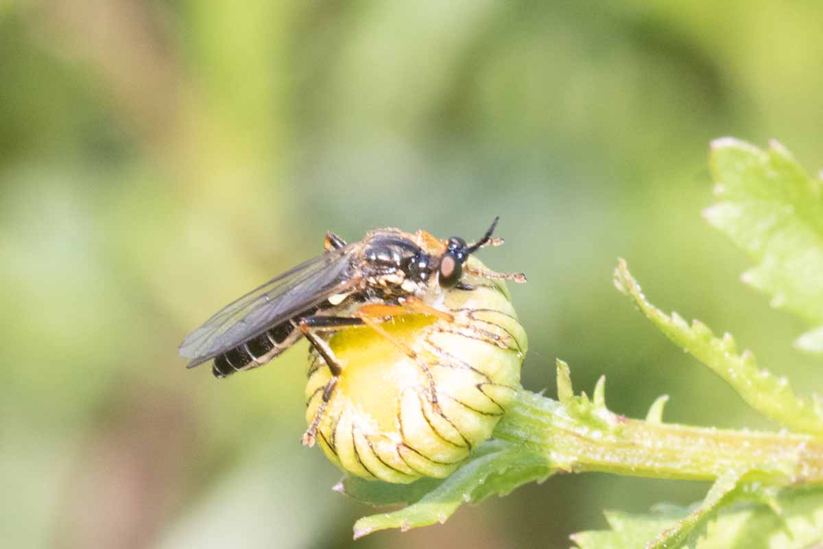 Gestreifte-Habichtsfliege - Dioctria-linearis Image