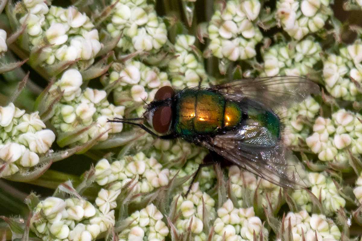 Goldfliege - lucilla-spec Image