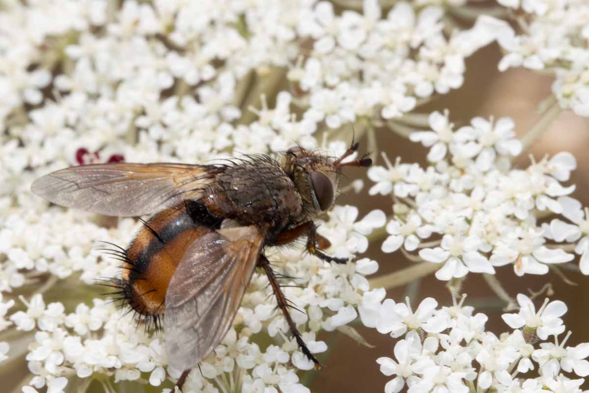 Große Igelfliege -Tachina fera Image
