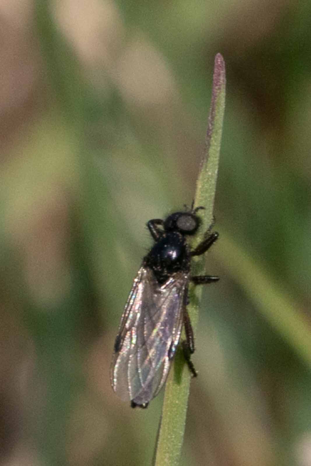 Haarmücke - Bibio spec. Image