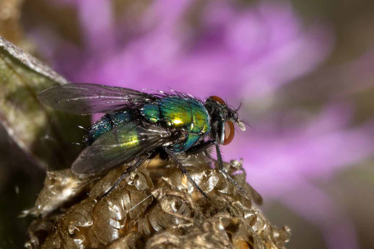 Madengoldfliege - Lucilia sericata Image