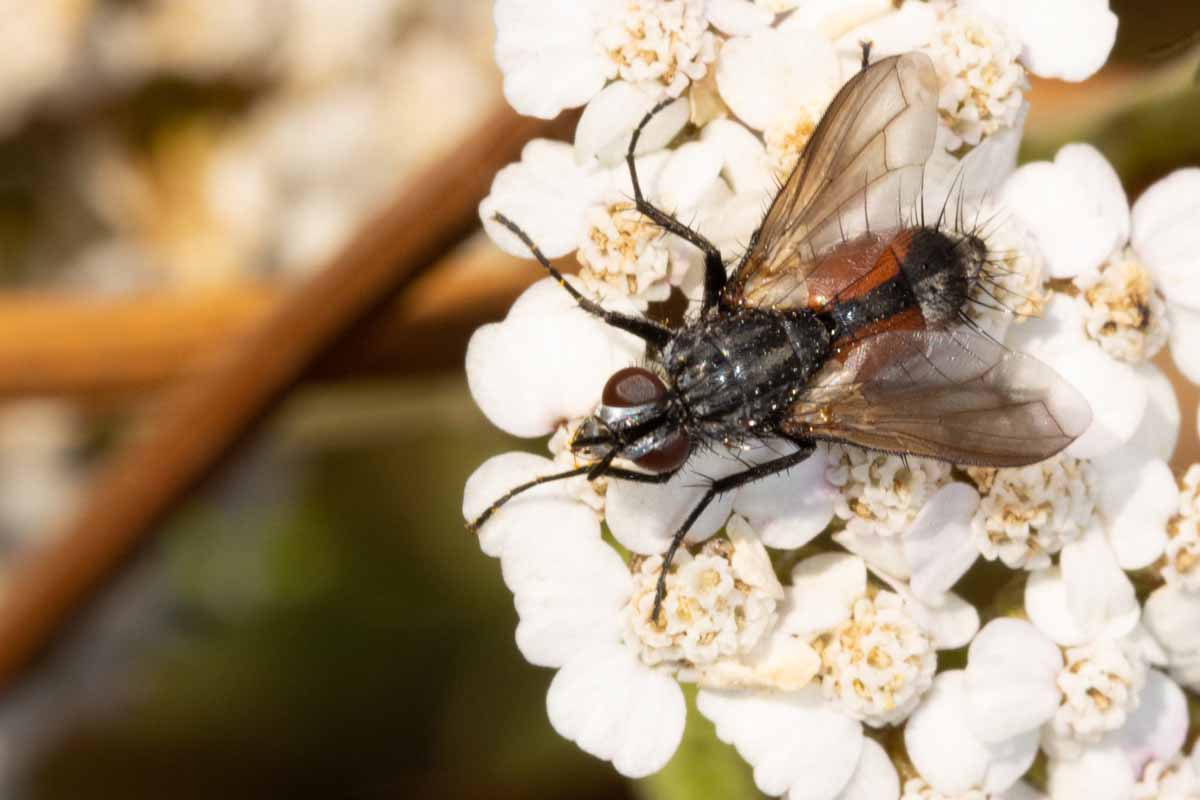 Raupenfliege - Mintho rufiventris Image