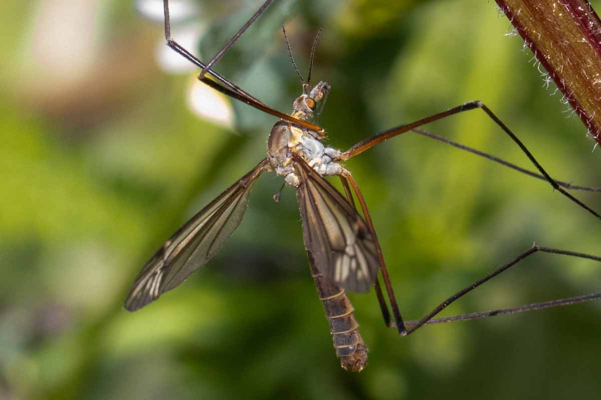 Schnake - Tipula spec. Image
