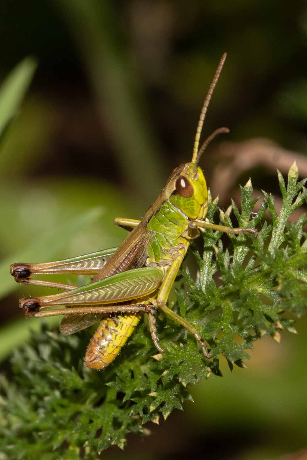 Gemeiner Grashüpfer - Chorthippus parallelus Image