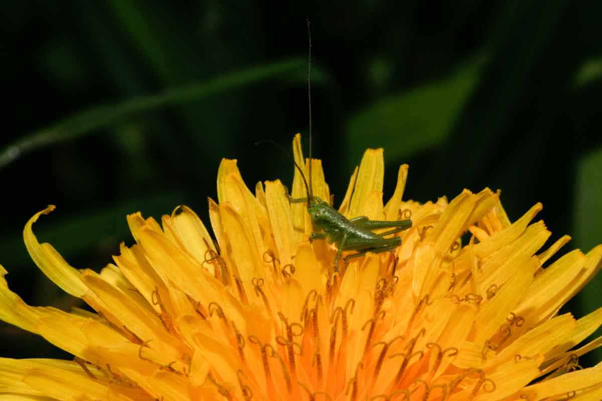 Grünes Heupferd - Tettigonia viridissima Jungtier Image