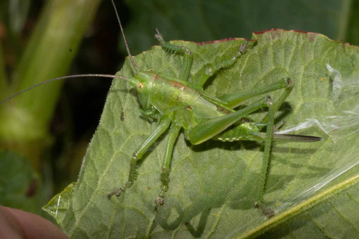 Grünes Heupferd - Tettigonia viridissima fast erwachsen Image