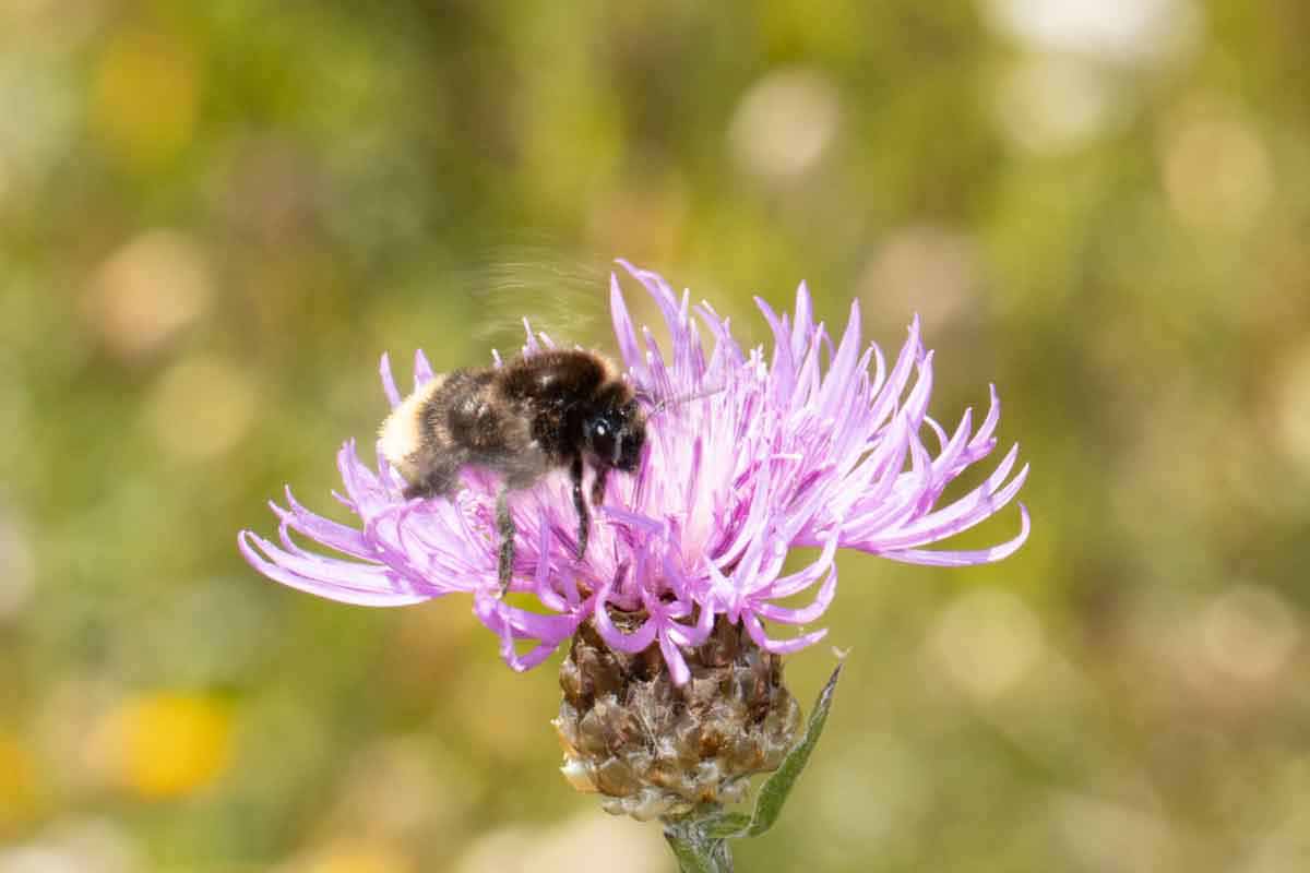 Hummel Image