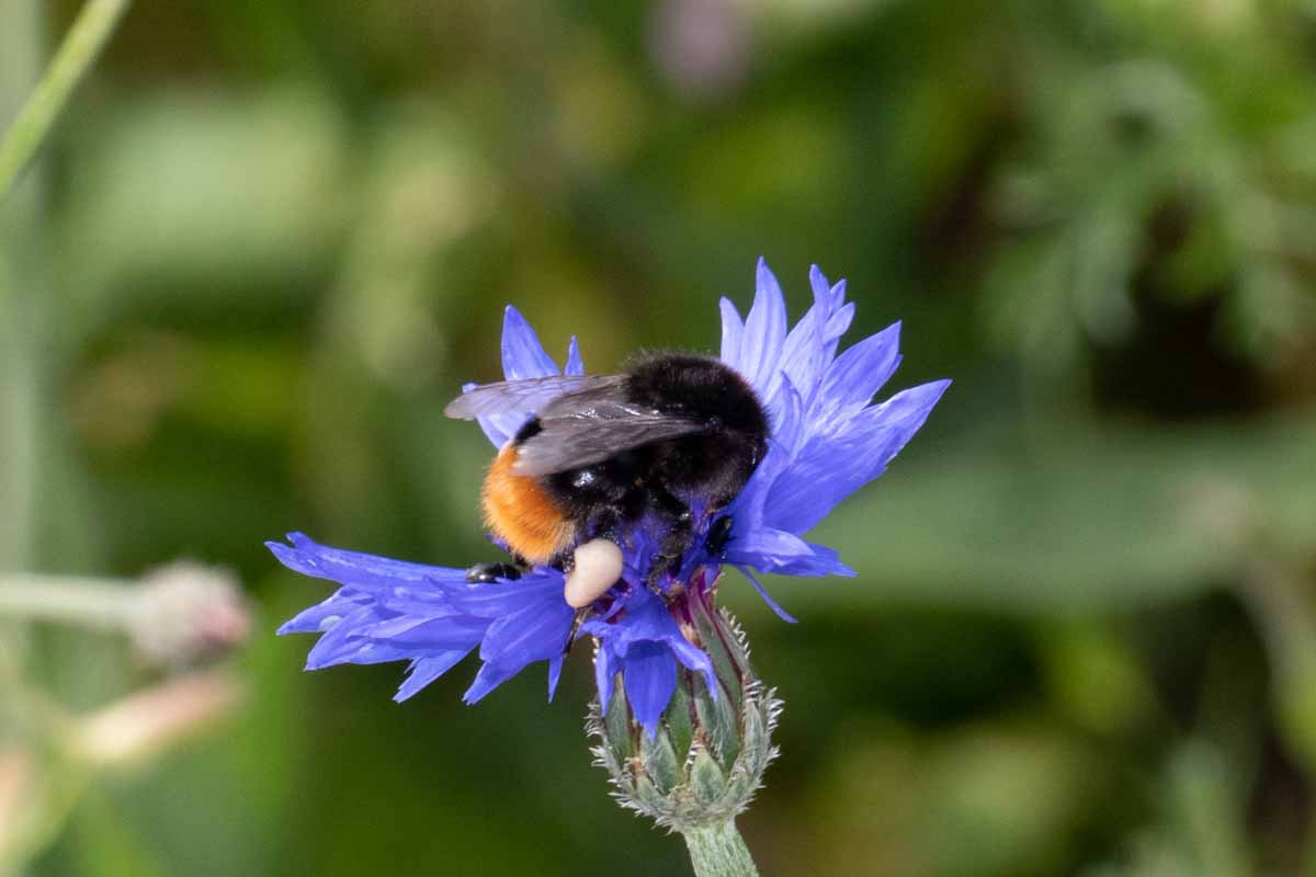 Steinhummel-Bombus lapidarius Image