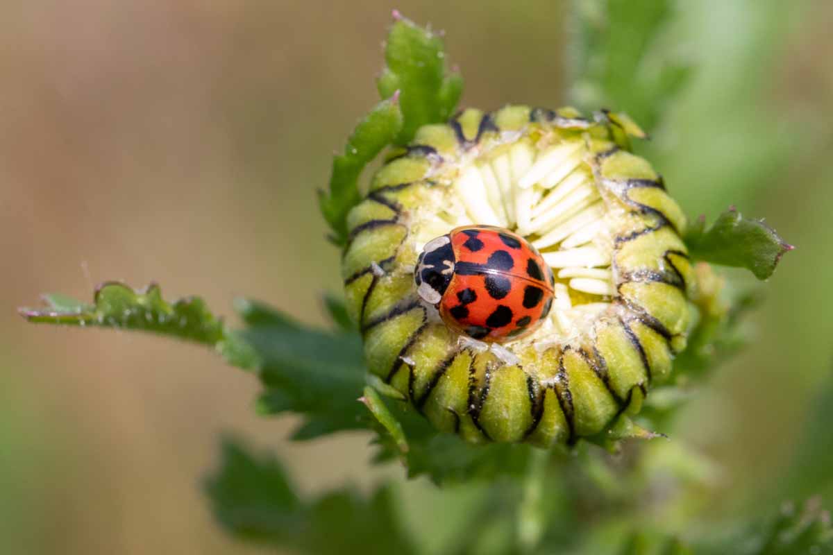 Asiatischer Marienkäfer - Harmonia axyrides Image