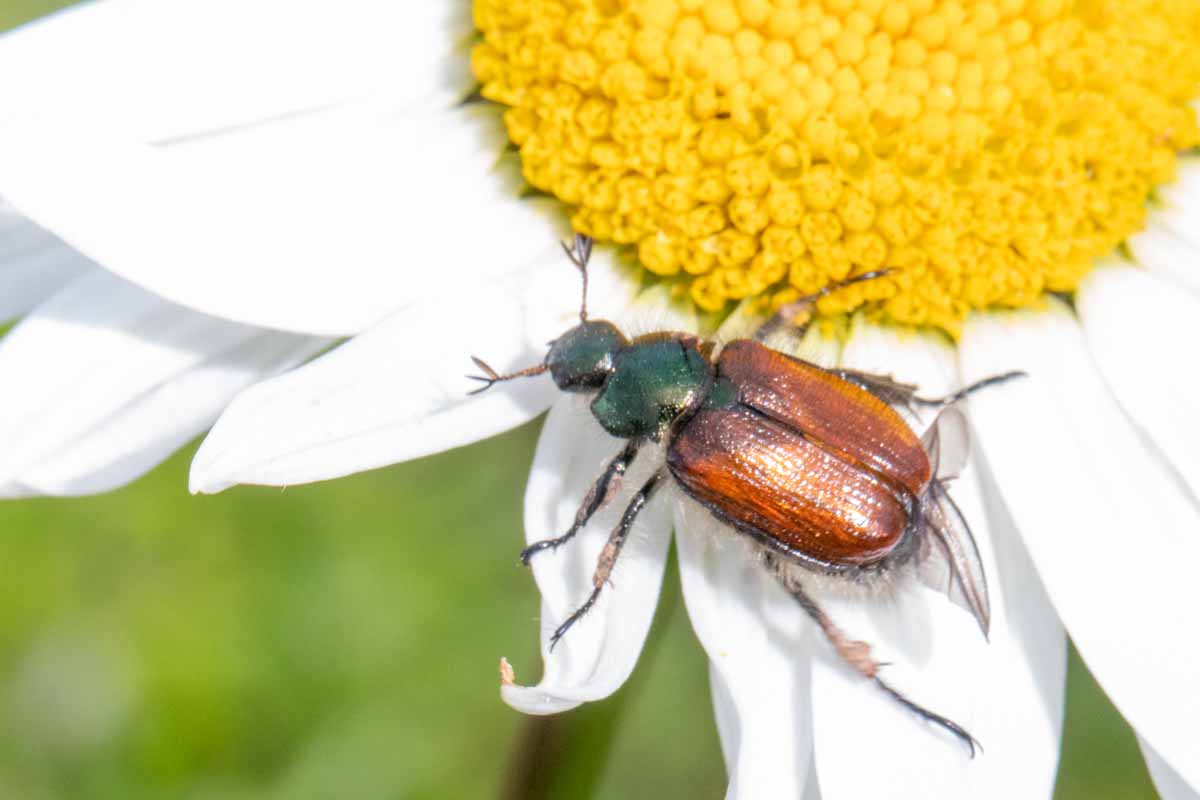Gartenlaubkäfer - Phyllopertha horticola Image