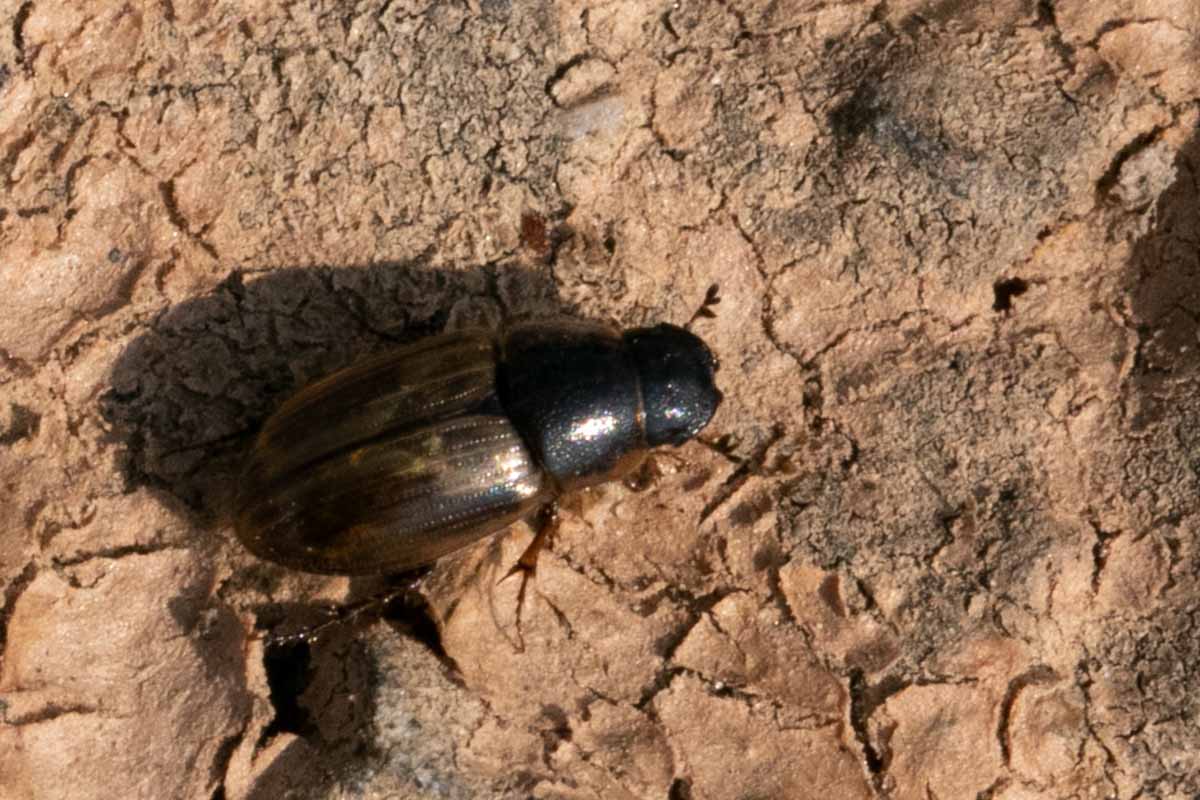 Gefleckter Dungkäfer - Aphodius distinctus Image