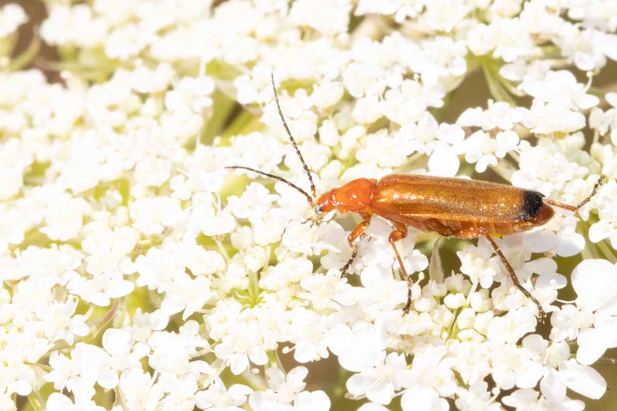 Rote Weichkäfer - Rhagonycha fulva Image