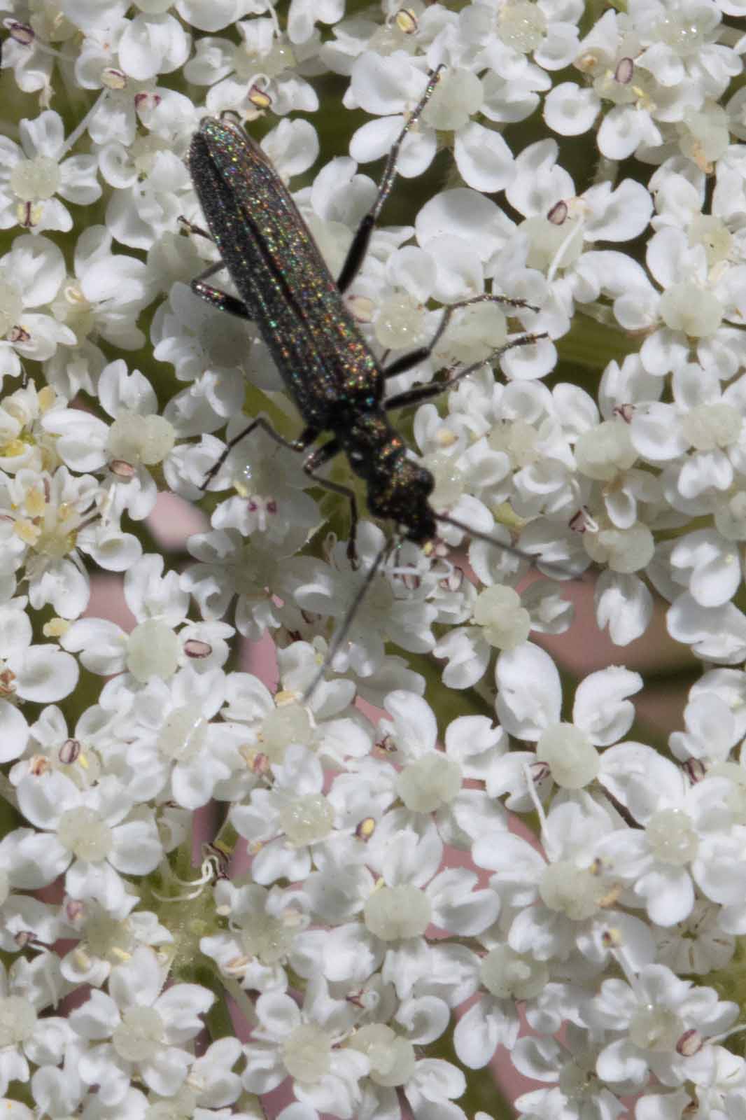Schenkelkäfer-Oedemera-virescens Image