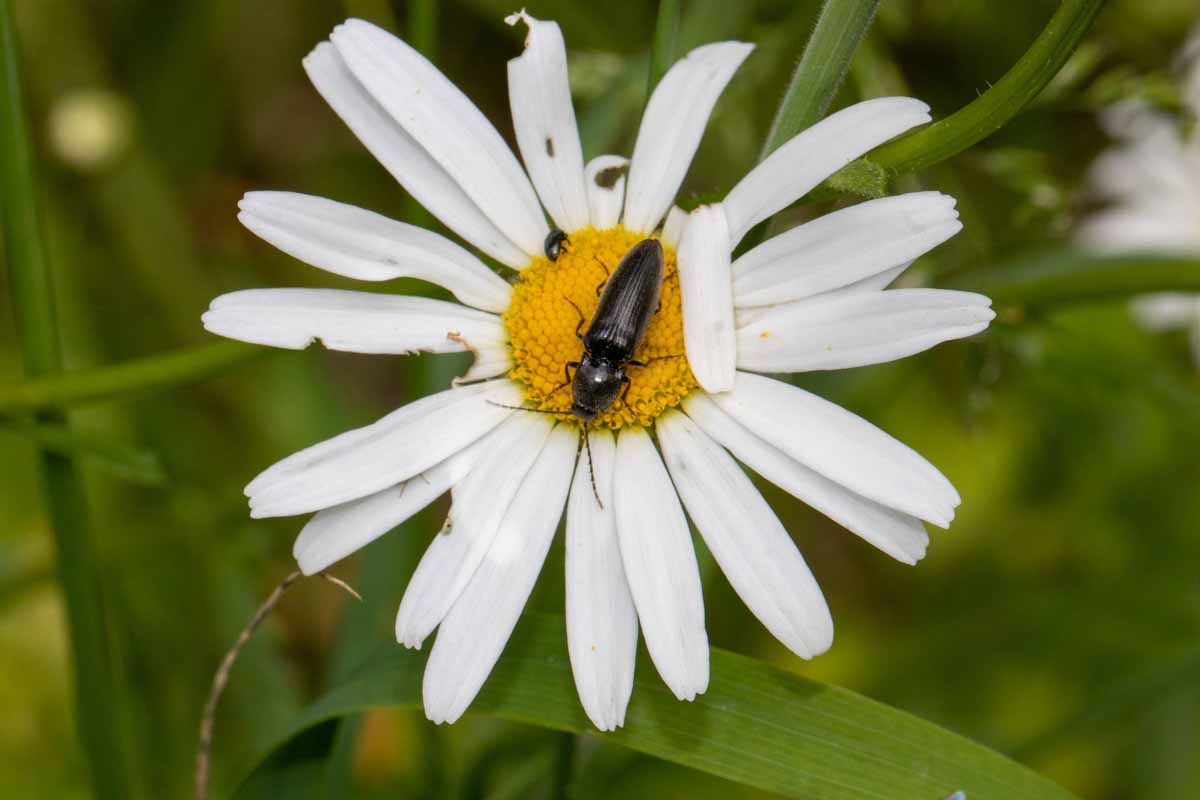 Schnellkäfer - Nothodes cf. parvulus Image