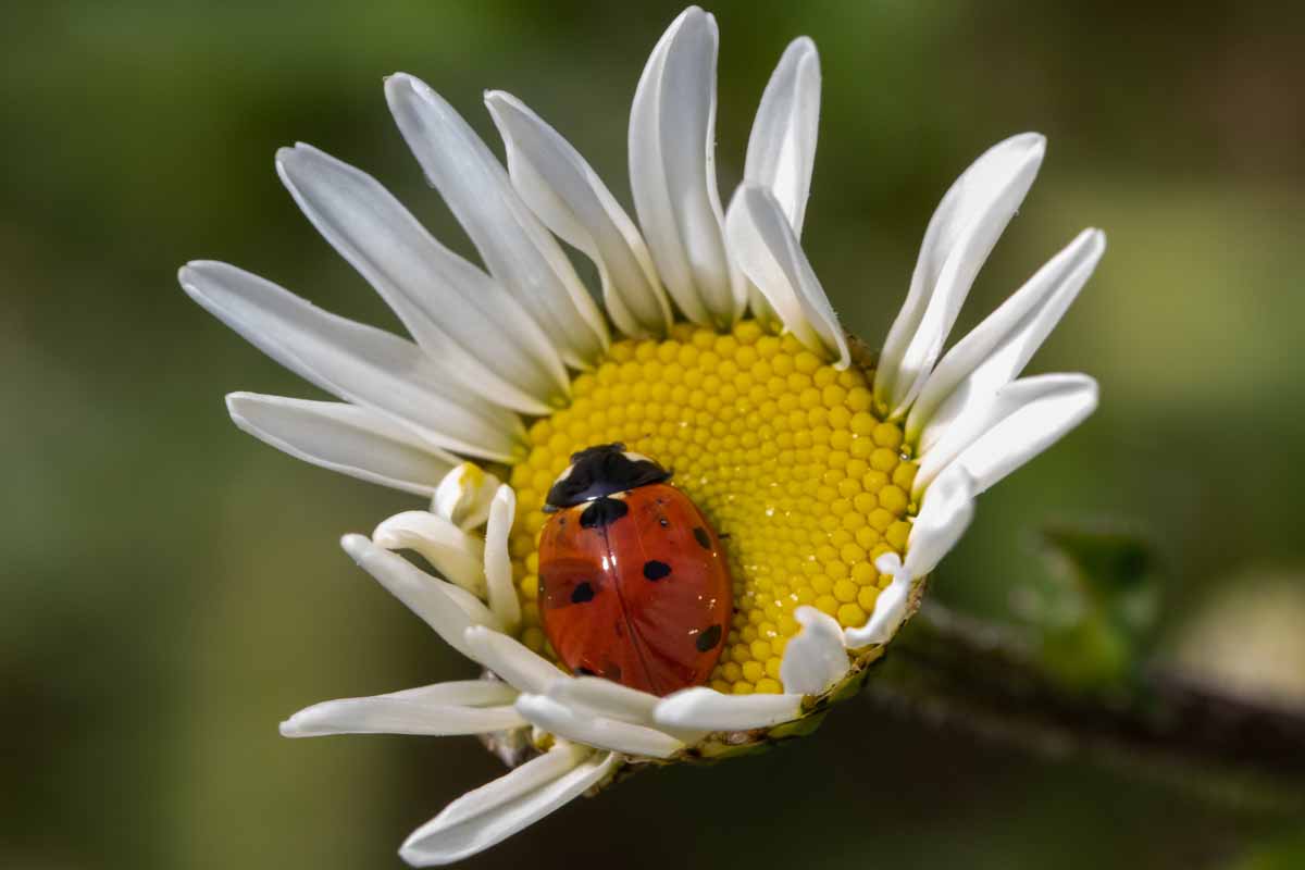 Siebenpunkt - Coccinella septempunctata Image