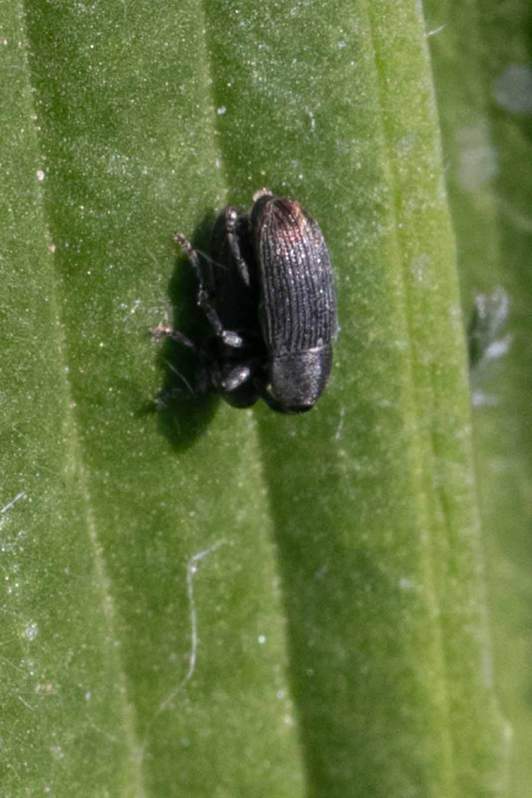 Unbekannter Rüsselkäfer Image