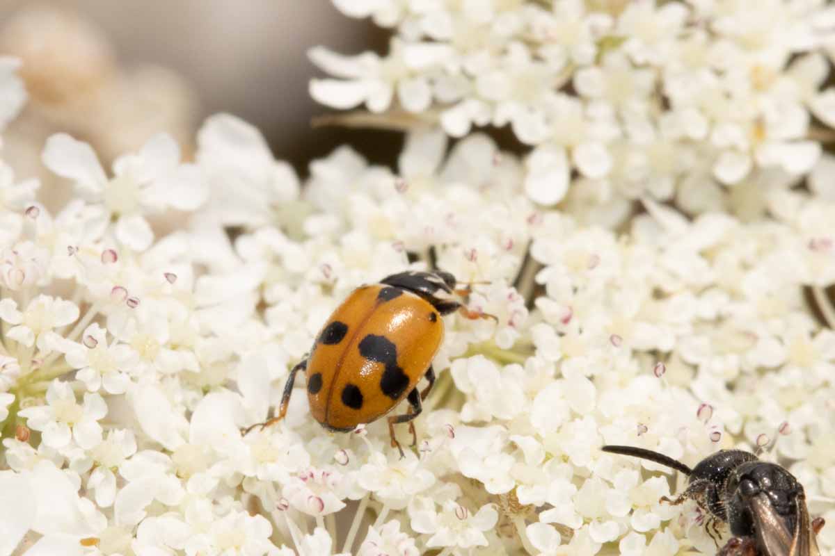 Variabler Flachmarienkäfer - Hhippodamia-variegata Image