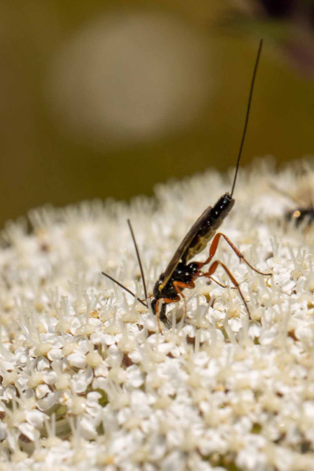 Schlupfwespe - Ichneumon-spec Image